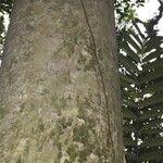 Vochysia guatemalensis 樹皮