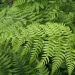 Athyrium schimperi