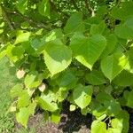 Tilia henryana Leaf