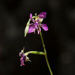 Clarkia rhomboidea Blüte