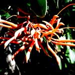 Erythrina americana 花