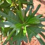 Pouteria caimito Leaf