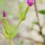 Centaurium pulchellum Цветок