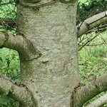 Abies spectabilis 樹皮