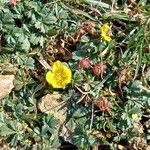 Potentilla crantzii Fleur