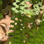 Asplenium platyneuron Leaf