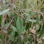 Eucalyptus camfieldii