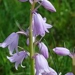 Hyacinthoides hispanica Цветок