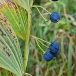 Polygonatum × hybridumFruit