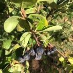 Aronia melanocarpa Plod