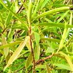 Sapium haematospermum Blad