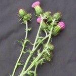 Cirsium mexicanum Alia