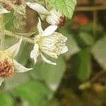 Rubus vestitus Λουλούδι