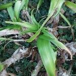 Crinum × powellii Leaf