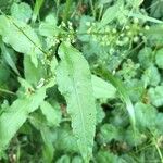 Rumex conglomeratus Yaprak