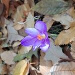 Crocus ligusticus Кветка