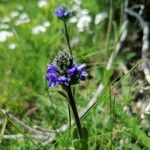 Veronica bellidioides Fula