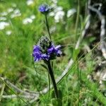 Veronica bellidioides Blomst