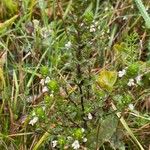 Euphrasia tetraquetra पत्ता