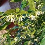 Sarcococca ruscifolia Flower
