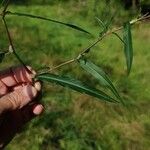 Persicaria mitis ഇല