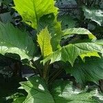 Telanthophora grandifolia Leaf