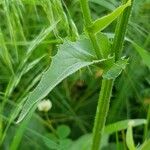 Crepis setosa Leaf