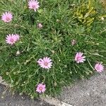 Dimorphotheca jucunda Çiçek