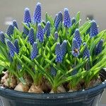 Muscari armeniacum Feuille