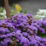 Ageratum houstonianum Flor