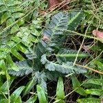 Arachniodes simplicior Leaf