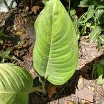 Dieffenbachia oerstedii Feuille