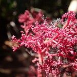 Daenikera corallina Flower