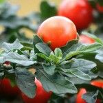 Solanum pseudocapsicum Leaf