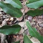 Bobgunnia fistuloides Hoja