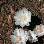 Lewisia rediviva Habitatea