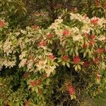 Pieris japonica 整株植物