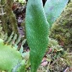 Antrophyum boryanum Otro