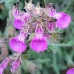 Teucrium marum Flower