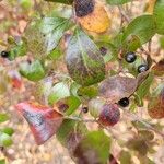 Vaccinium arboreum Leaf