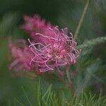 Grevillea banksii Кветка