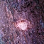 Pterocarpus officinalis Bark