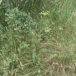 Seseli peucedanoides Hábito