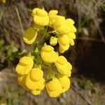 Calceolaria mexicana Flor