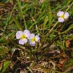 Baldellia ranunculoides Habitat