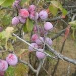 Prunus americana फल