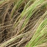 Eragrostis curvula عادت داشتن