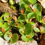 Salix herbacea Hábito