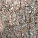 Salix babylonica Corteccia