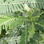 Sesbania herbacea Leaf